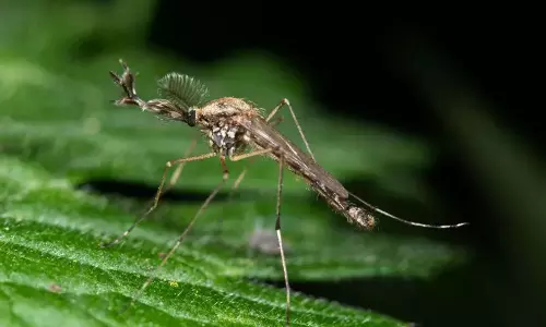 Iceland Meets Its First Mosquitoes Ever