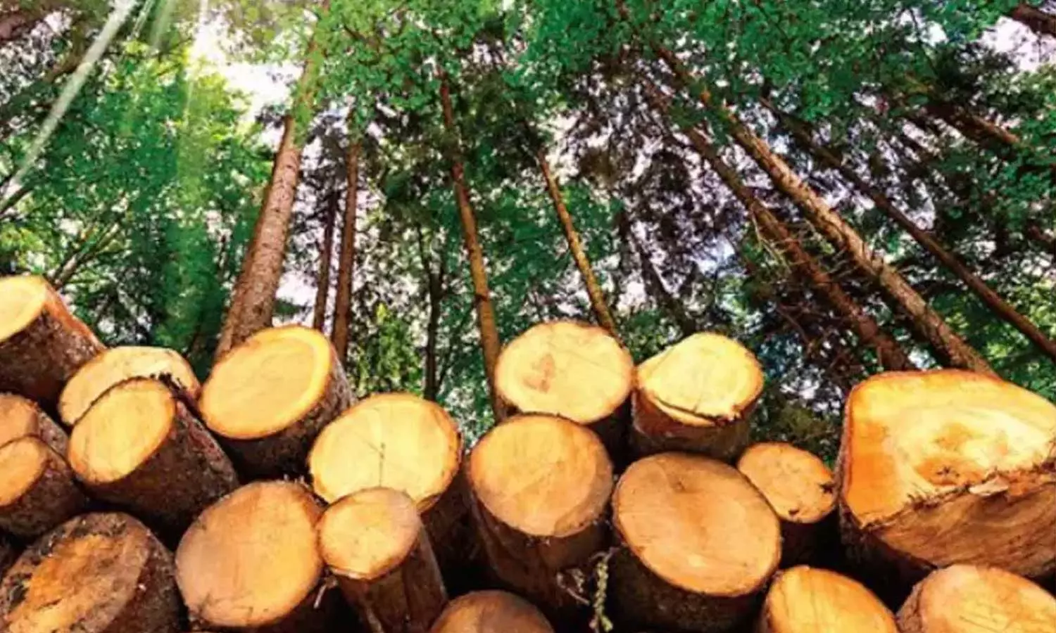 മുട്ടിൽ മരംമുറി കേസ്: കർഷകർക്കെതിരെ റവന്യൂവകുപ്പ്; 29 കർഷകരുടെ അപ്പീൽ അപാകത ആരോപിച്ചു തള്ളി