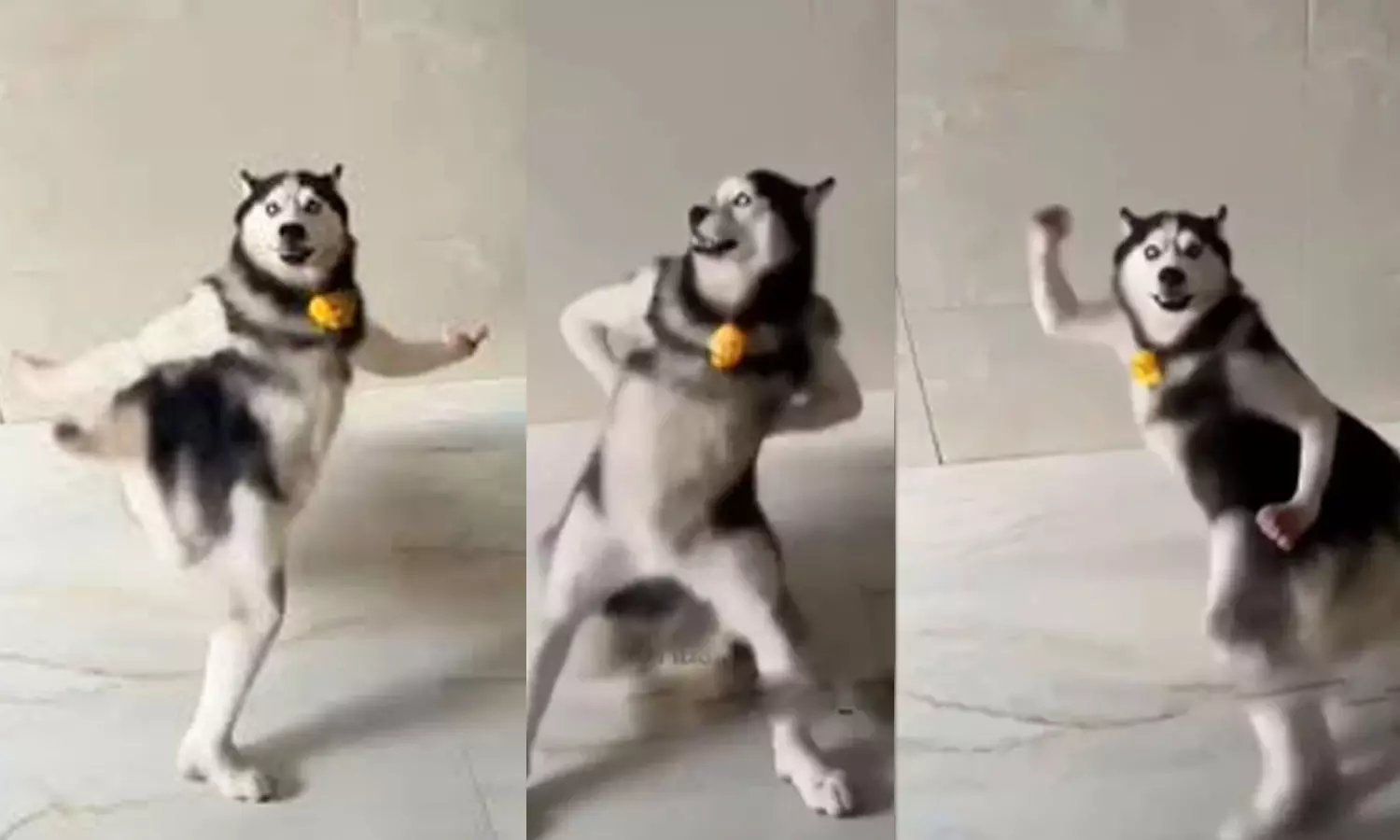 ഇൻസ്റ്റഗ്രാം തൂക്കി ഡാൻസിങ് ഹസ്കി; ആരാണ് നായ നൃത്തത്തിന് പിന്നിൽ? ഇൻസ്റ്റഗ്രാം തൂക്കി ഡാൻസിങ് ഹസ്കി; ആരാണ് നായ നൃത്തത്തിന് പിന്നിൽ?