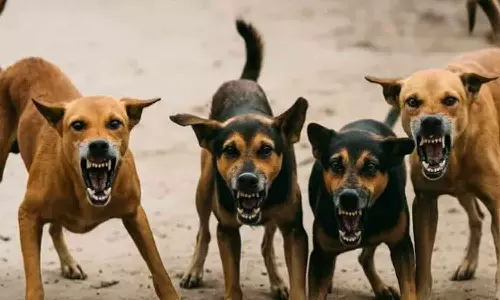 തെരുവ് നായ വിഷയം; സത്യവാങ്മൂലം സമർപ്പിക്കാത്ത ചീഫ് സെക്രട്ടറിമാർ സുപ്രീം കോടതിയിൽ ഹാജരാവണം