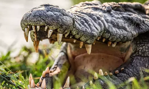 മീൻ പിടിക്കുന്നതിനിടെ ചൂണ്ടയിൽ കുടുങ്ങിയത് മുതല; 14കാരന് ഗുരുതര പരിക്ക്