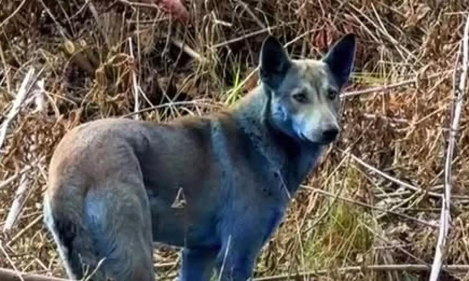 ചെർണോബിൽ ആണവനിലയത്തിന് സമീപമുള്ള നായകൾക്ക് കടും നീലനിറം; കാരണമെന്ത്?