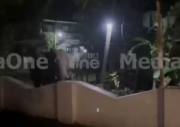 തൃശൂർ കുതിരാനിൽ കാട്ടാന ആക്രമണത്തിൽ ഫോറസ്റ്റ് വാച്ചര്‍ക്ക് പരിക്ക്