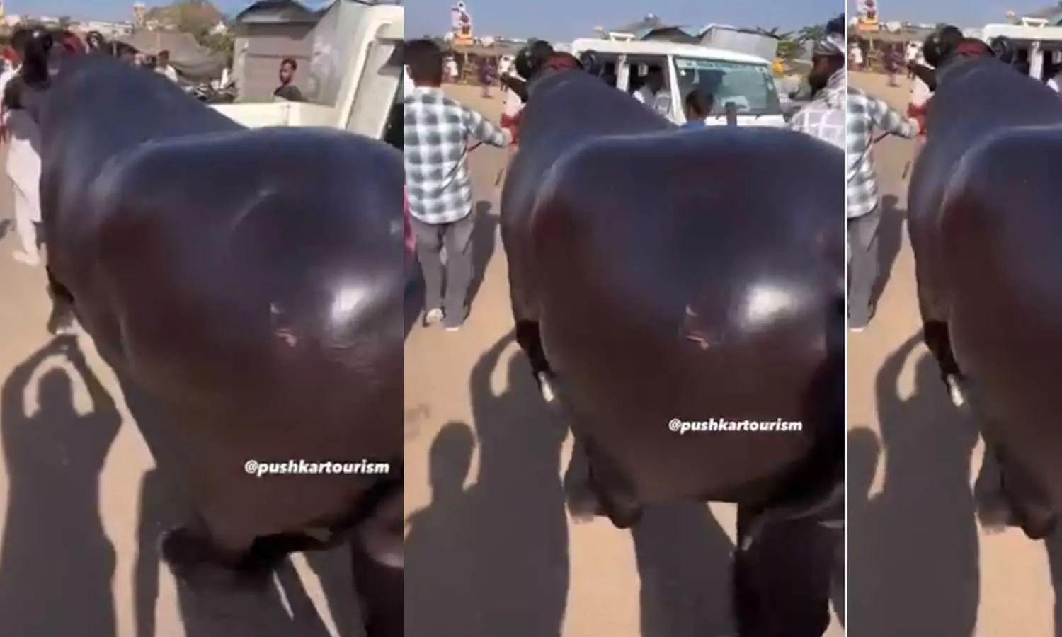 ദിവസം 20 മുട്ട, അഞ്ച് ലിറ്റര്‍ പാല്‍, രണ്ടുനേരം എണ്ണക്കുളി, ഭാരം 1500 കിലോ; ആൻമോൾ എന്ന പോത്തിന്റെ വില 23 കോടി