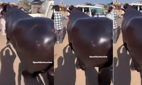 ദിവസം 20 മുട്ട, അഞ്ച് ലിറ്റര്‍ പാല്‍, രണ്ടുനേരം എണ്ണക്കുളി, ഭാരം 1500 കിലോ; ആൻമോൾ എന്ന പോത്തിന്റെ വില 23 കോടി