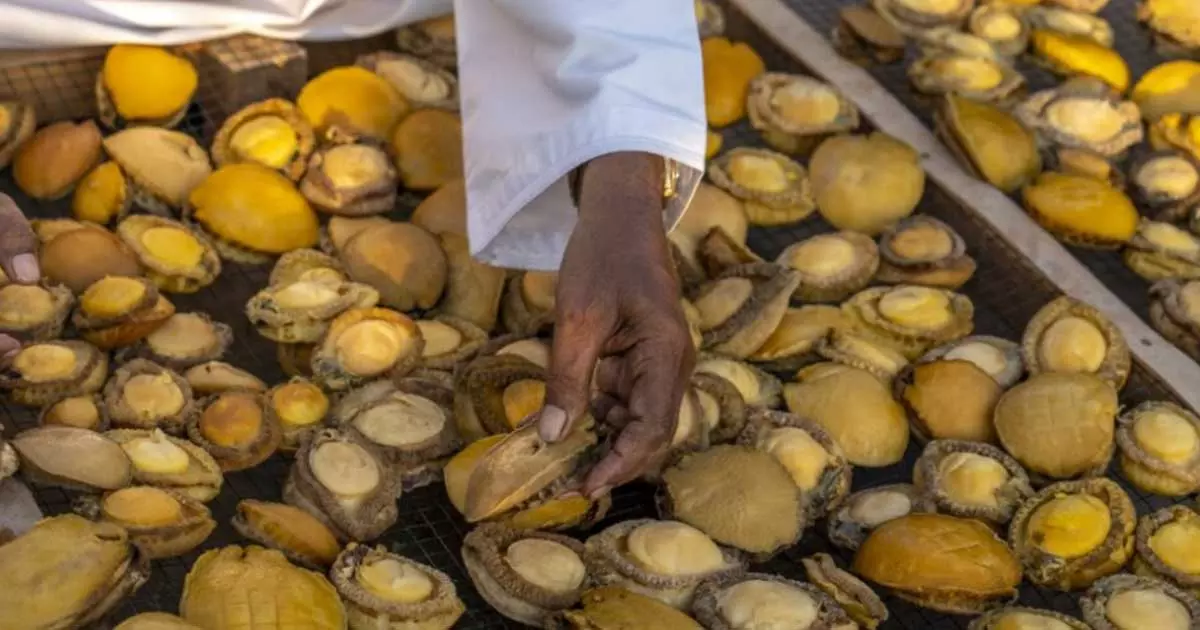 അബലോൺ മത്സ്യബന്ധനം നിരോധിച്ച് ഒമാൻ അബലോൺ മത്സ്യബന്ധനം നിരോധിച്ച് ഒമാൻ