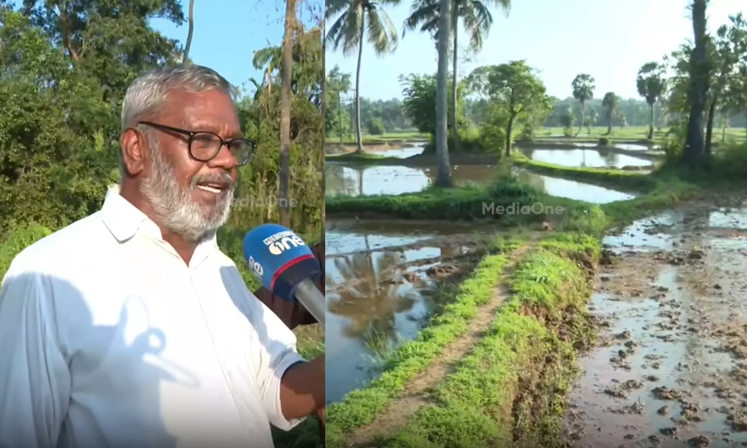 പാലക്കാടൻ മട്ട കഴിക്കണമെങ്കിൽ ദുബായിൽ പോകേണ്ടി വരും, തമിഴ്‌നാട്ടിൽ നിന്നുള്ള റേഷനരി ഇവിടെ കിട്ടും; മില്ലുടമകൾക്കെതിരെ ഗുരുതര ആരോപണവുമായി കർഷകർ