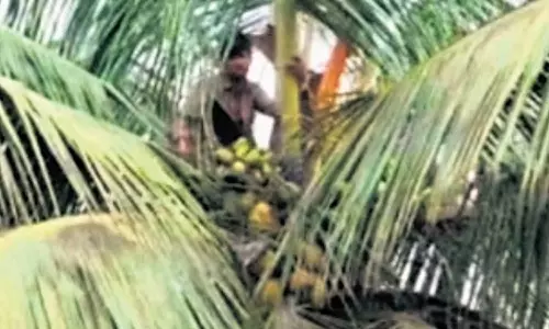 സുഹൃത്തിൻ്റെ വീടാണെന്ന് കരുതി എത്തിയത് മറ്റൊരു വീട്ടിൽ; കള്ളനാണെന്ന് കരുതി പൊലീസിനെ വിളിച്ച് വീട്ടുകാർ; ഒടുവിൽ ഓടിക്കയറിയത് തെങ്ങിൽ, പിന്നാലെ സംഭവിച്ചത്