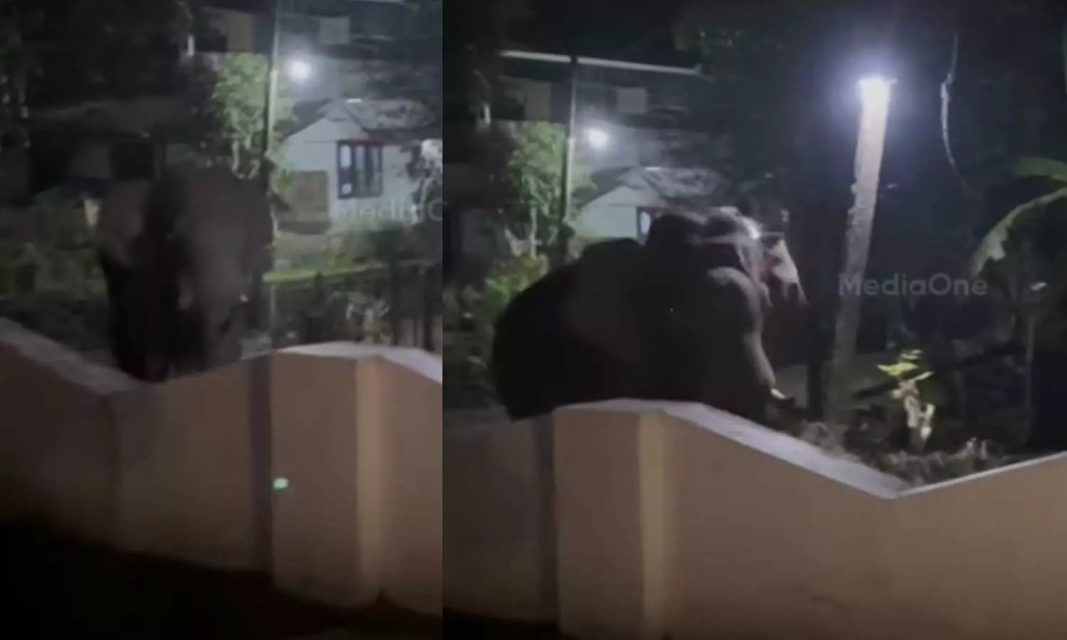 തൃശൂർ കുതിരാനിൽ ഇറങ്ങിയ കാട്ടുകൊമ്പനെ പൂട്ടാൻ വനം വകുപ്പ് തൃശൂർ കുതിരാനിൽ ഇറങ്ങിയ കാട്ടുകൊമ്പനെ പൂട്ടാൻ വനം വകുപ്പ്