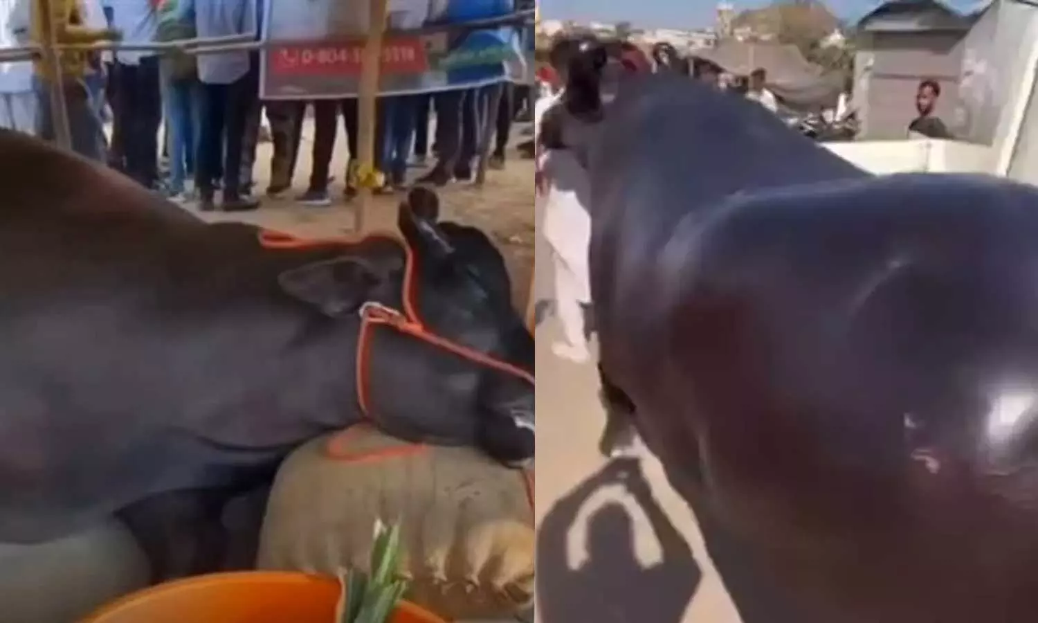 പുഷ്‌കർ മേളയിലെത്തിച്ച 21 കോടിയുടെ ഭീമൻ പോത്ത് ചത്തു; ഇൻഷുറൻസിനായി കൊന്നതെന്ന് ആരോപണം