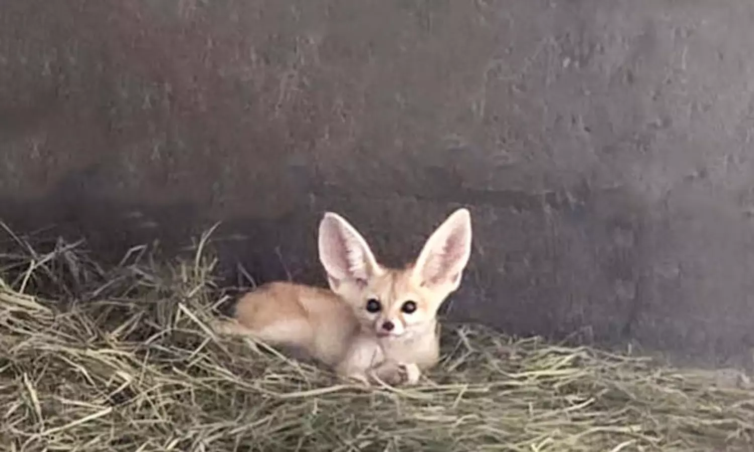 വംശനാശ ഭീഷണി നേരിടുന്ന ജീവികളെ കള്ളക്കടത്ത് നടത്തി, ഷാർജയിൽ അറബ് പൗരനെ പിടികൂടി