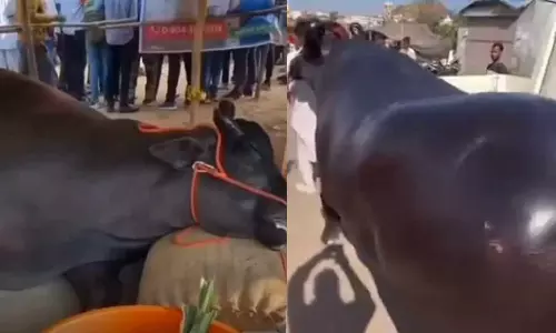 പുഷ്‌കർ മേളയിലെത്തിച്ച 21 കോടിയുടെ ഭീമൻ പോത്ത് ചത്തു; ഇൻഷുറൻസിനായി കൊന്നതെന്ന് ആരോപണം