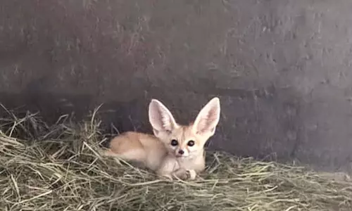വംശനാശ ഭീഷണി നേരിടുന്ന ജീവികളെ കള്ളക്കടത്ത് നടത്തി, ഷാർജയിൽ അറബ് പൗരനെ പിടികൂടി