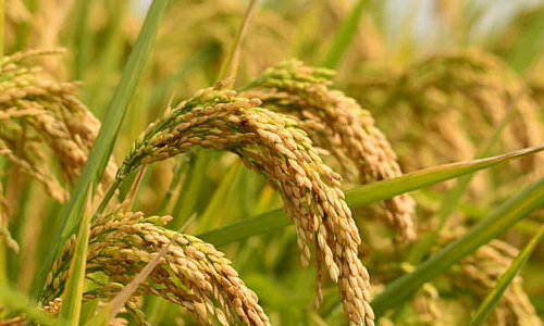 പാലക്കാട്ടെ നെല്ല് സംഭരണം; മന്ത്രിമാരുടെ യോഗം ശനിയാഴ്ച