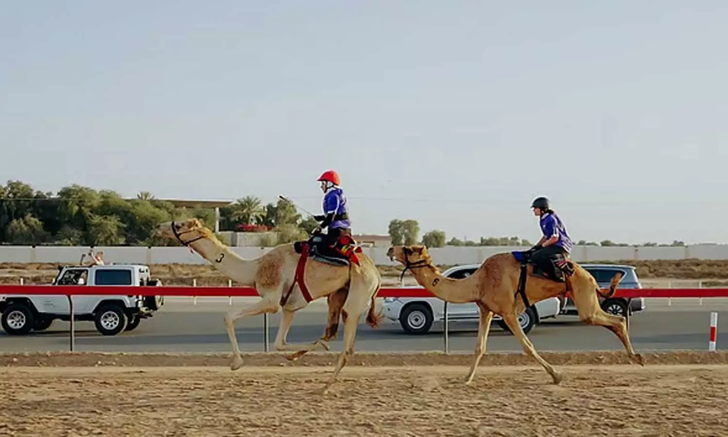 its time for the fifth edition of the first womens camel race