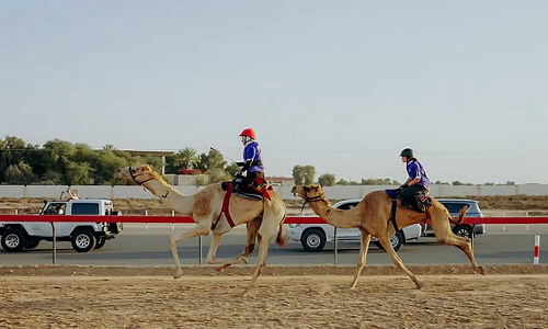 its time for the fifth edition of the first womens camel race