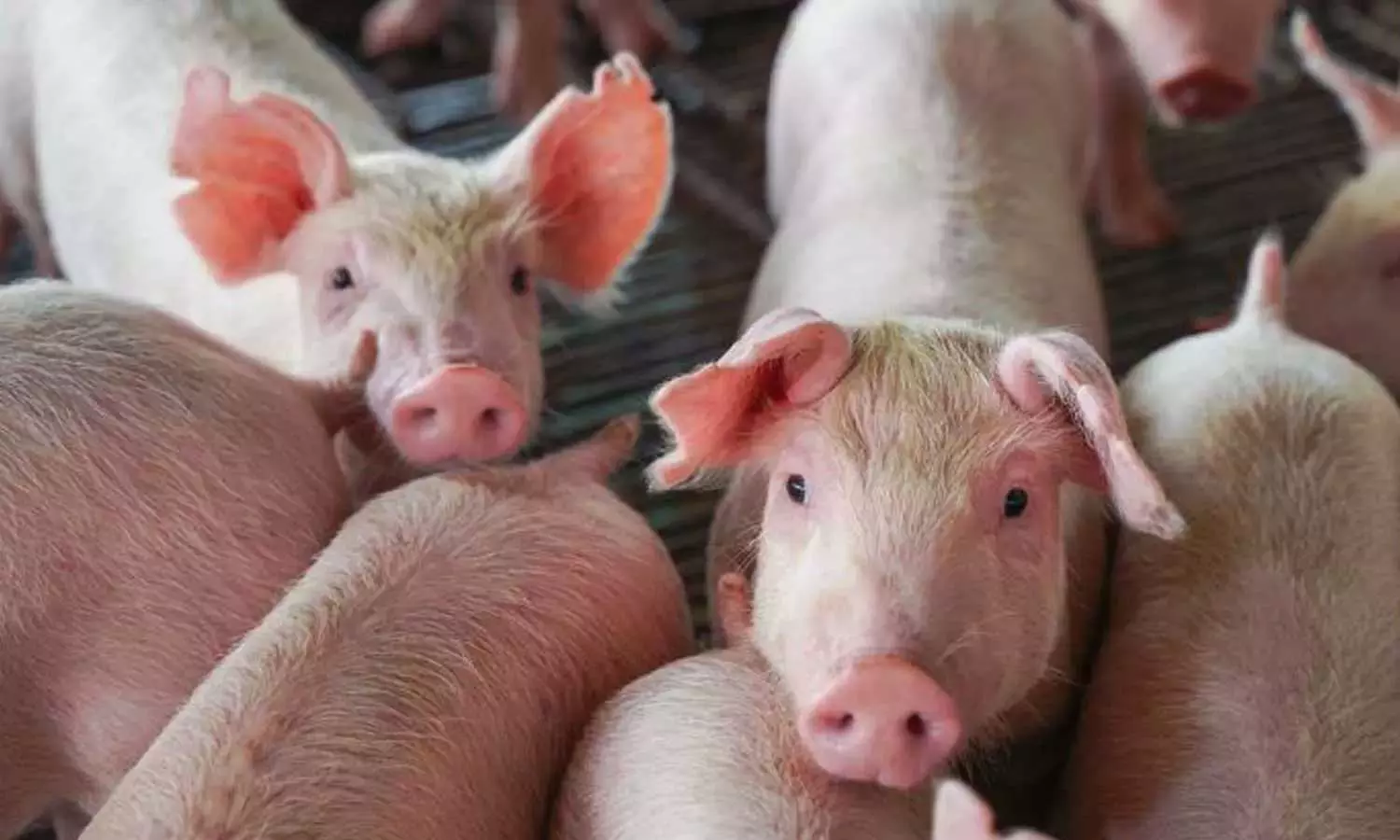 ആഫ്രിക്കൻ പന്നിപ്പനി: കോഴിക്കോട് 20ലധികം പന്നികൾ ചത്തു