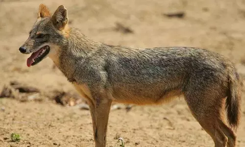 വടകര വള്ളിക്കാട് യുവാവിന്റെ കൈവിരൽ കുറുക്കൻ കടിച്ചെടുത്തു