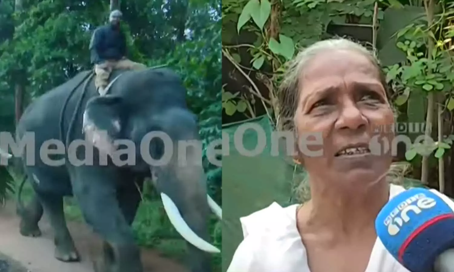 പ്രതീക്ഷയുണ്ട് അവൻ ഇന്നലെ വന്നിട്ടില്ല, ഇറങ്ങിയാൽ അവൻ തോന്നിയപോലെയാണ് പെരുമാറുക കുതിരാനിൽ ഇറങ്ങിയ ഒറ്റയാന് മദപ്പാട് പ്രതീക്ഷയുണ്ട് അവൻ ഇന്നലെ വന്നിട്ടില്ല, ഇറങ്ങിയാൽ അവൻ തോന്നിയപോലെയാണ് പെരുമാറുക കുതിരാനിൽ ഇറങ്ങിയ ഒറ്റയാന് മദപ്പാട്