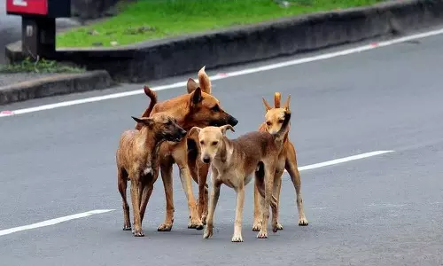 തെരുവ് നായ ശല്യത്തിൽ വീർപ്പ് മുട്ടി കോഴിക്കോട് മെഡിക്കൽ കോളജ്; രാത്രിയിൽ ഭയമില്ലാതെ നടന്നു പോകാൻ കഴിയാത്ത അവസ്ഥ