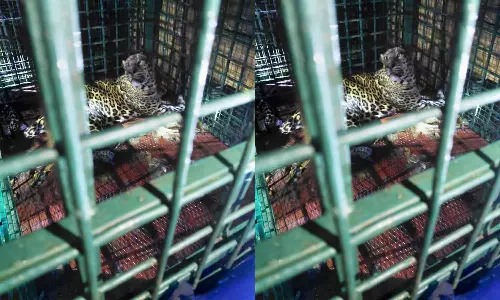 വയനാട് റിപ്പൺ വാളത്തൂരിൽ പുലി കൂട്ടിൽ കുടുങ്ങി