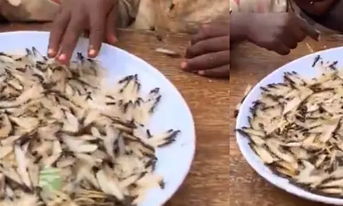 കടുത്ത പട്ടിണിയിൽ ഉഗാണ്ട; വിശപ്പ് സഹിക്കാനാവാതെ ജീവനുള്ള ചിതലുകളെ തിന്നുന്ന കുഞ്ഞുങ്ങൾ, ഞെട്ടിക്കുന്ന വീഡിയോ