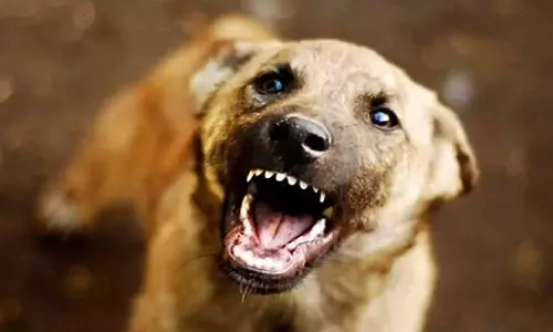 തിരുവനന്തപുരം മ്യൂസിയത്തിൽ പ്രഭാത നടത്തത്തിനിടെ അഞ്ച് പേരെ കടിച്ച നായക്ക് പേവിഷബാധ സ്ഥിരീകരിച്ചു