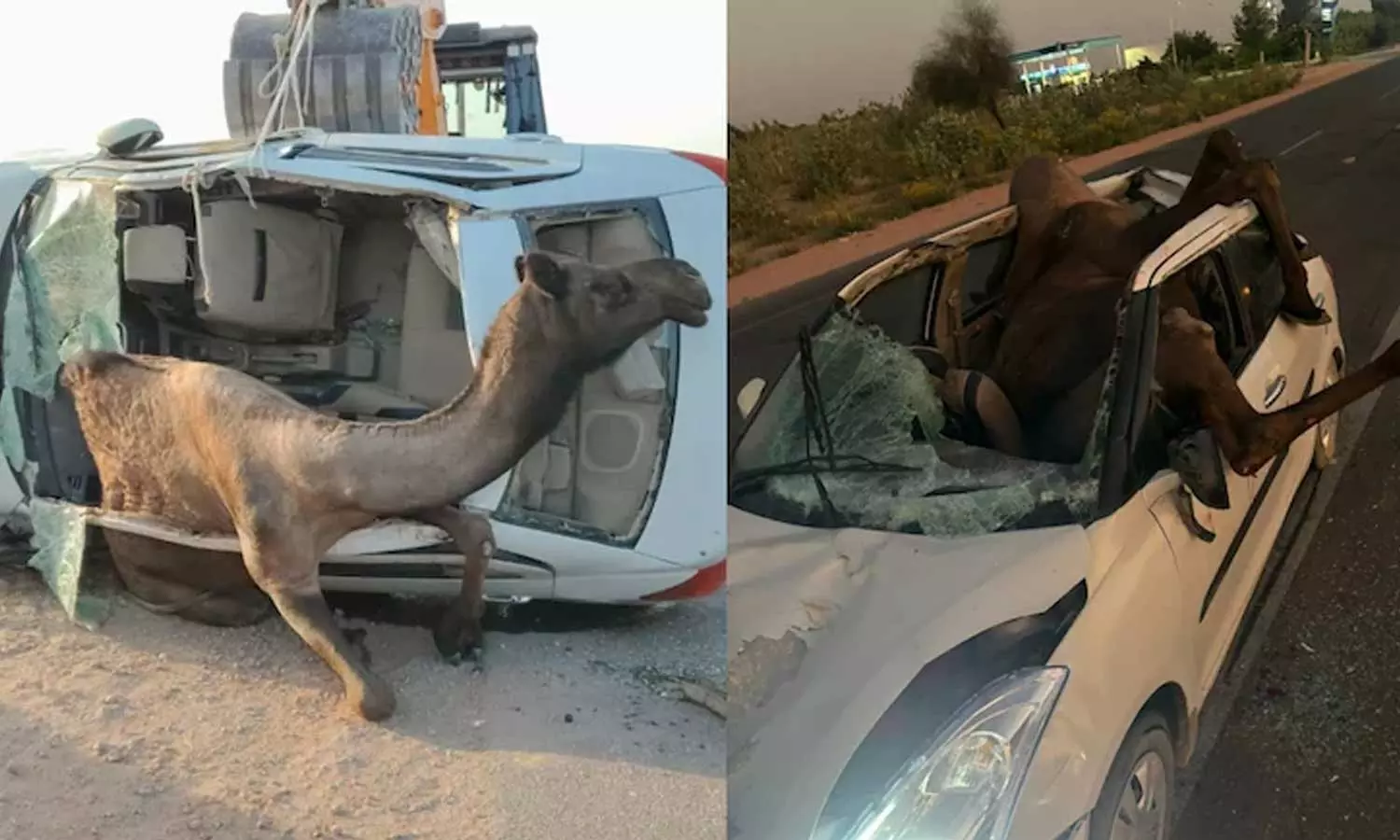 Car hits Camel Gets Stuck Inside in Rajasthan Car hits Camel Gets Stuck Inside in Rajasthan