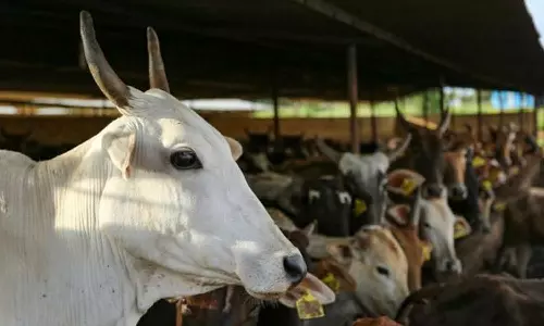 ഗോവധം: ഗുജറാത്തിൽ മൂന്ന് പേർക്ക് ജീവപര്യന്തം,  ചരിത്ര വിധിയെന്ന് സർക്കാർ