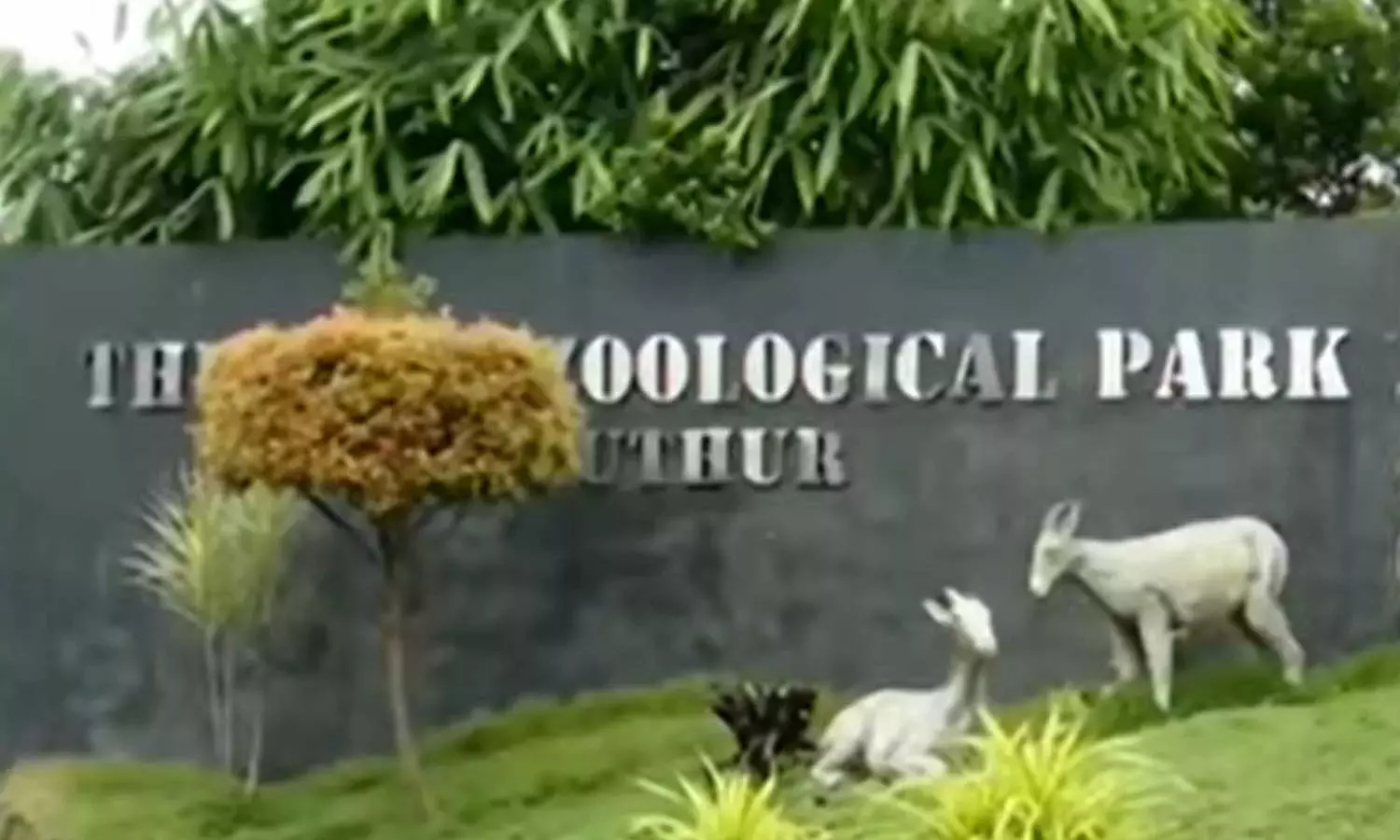 തൃശൂർ സുവോളജിക്കൽ പാർക്കിൽ ചത്ത മാനുകളെ സംസ്കരിച്ചതിൽ ഡപ്യൂട്ടി റേഞ്ചർക്ക് കാരണം കാണിക്കൽ നോട്ടീസ് തൃശൂർ സുവോളജിക്കൽ പാർക്കിൽ ചത്ത മാനുകളെ സംസ്കരിച്ചതിൽ ഡപ്യൂട്ടി റേഞ്ചർക്ക് കാരണം കാണിക്കൽ നോട്ടീസ്
