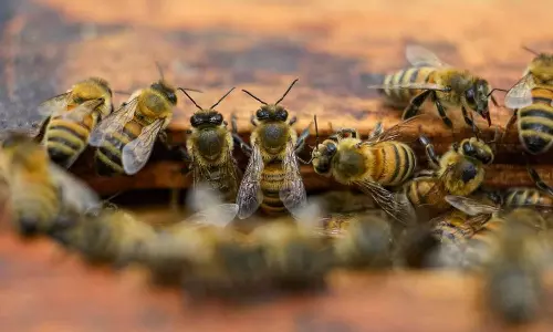 ബൈക്ക് യാത്രികരെ ആക്രമിച്ച് തേനീച്ചക്കൂട്ടം; മുഖത്ത് 890ലേറെ കുത്തേറ്റ 62കാരന് ദാരുണാന്ത്യം
