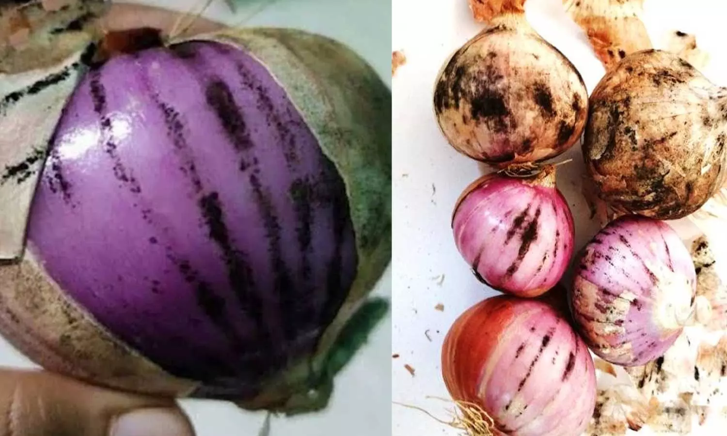 സവാളക്ക് പുറത്ത് കറുത്ത പൊടി കാണാറുണ്ടോ? ഇത് പാകം ചെയ്യാമോ? യാഥാര്‍ഥ്യമറിയാം...