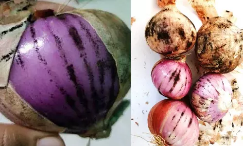 സവാളക്ക് പുറത്ത് കറുത്ത പൊടി കാണാറുണ്ടോ? ഇത് പാകം ചെയ്യാമോ? യാഥാര്‍ഥ്യമറിയാം...