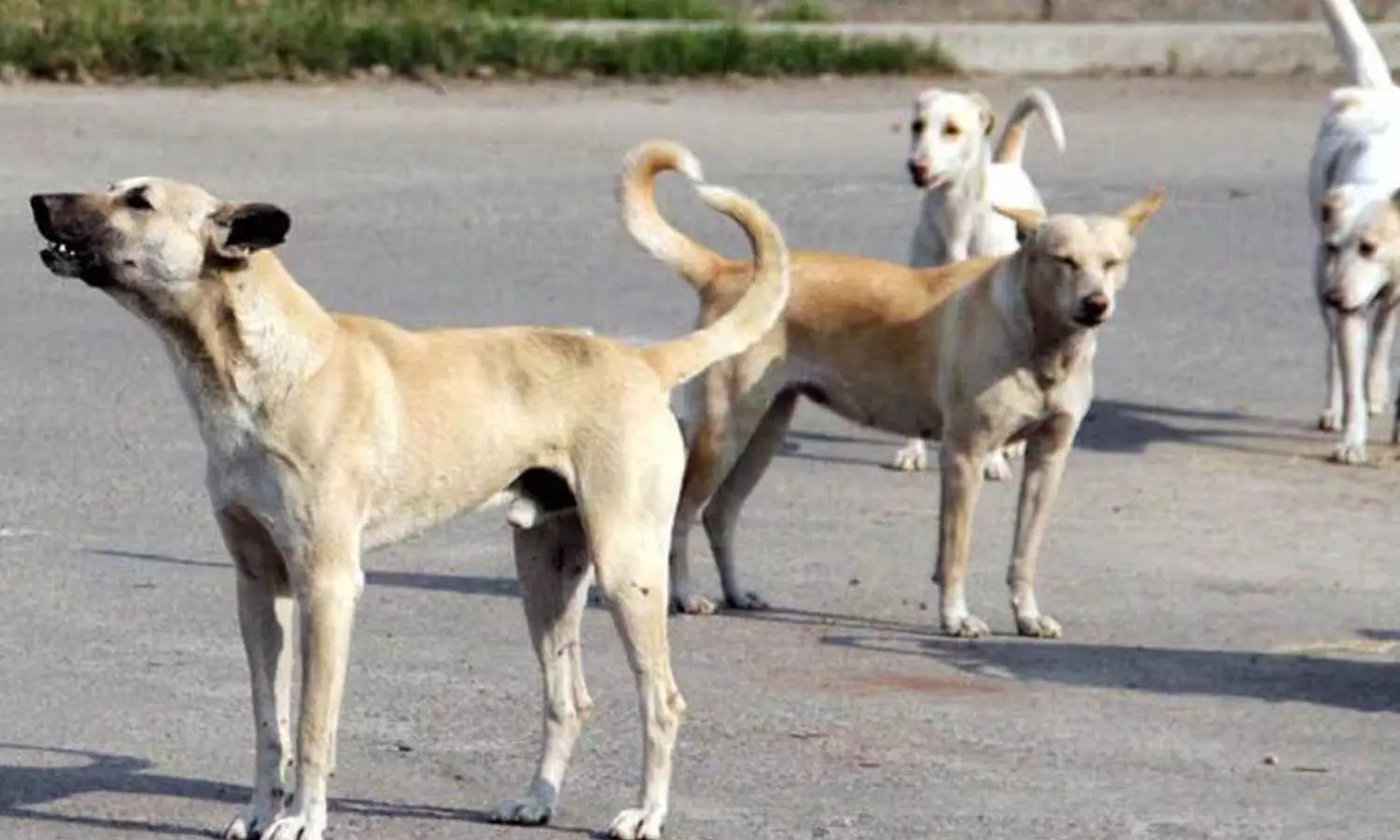 Stray dog attacks candidate in Cherthala