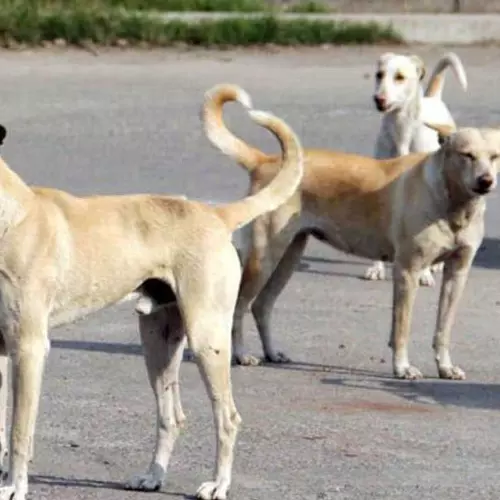 Stray dog attacks candidate in Cherthala
