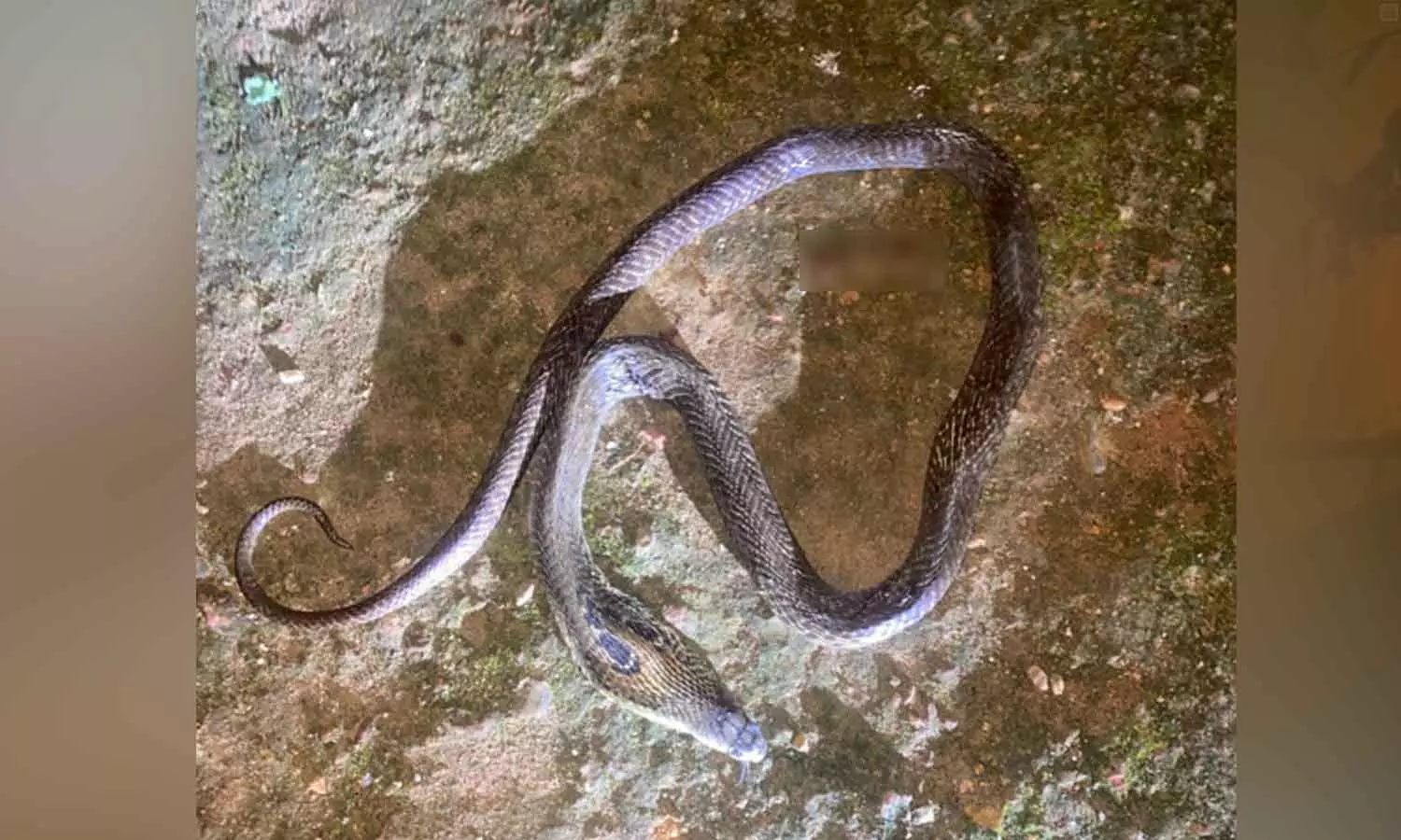 മഞ്ചേരിയിൽ പാമ്പ് കടിയേറ്റ് ഒന്നര വയസുകാരന് ദാരുണാന്ത്യം മഞ്ചേരിയിൽ പാമ്പ് കടിയേറ്റ് ഒന്നര വയസുകാരന് ദാരുണാന്ത്യം