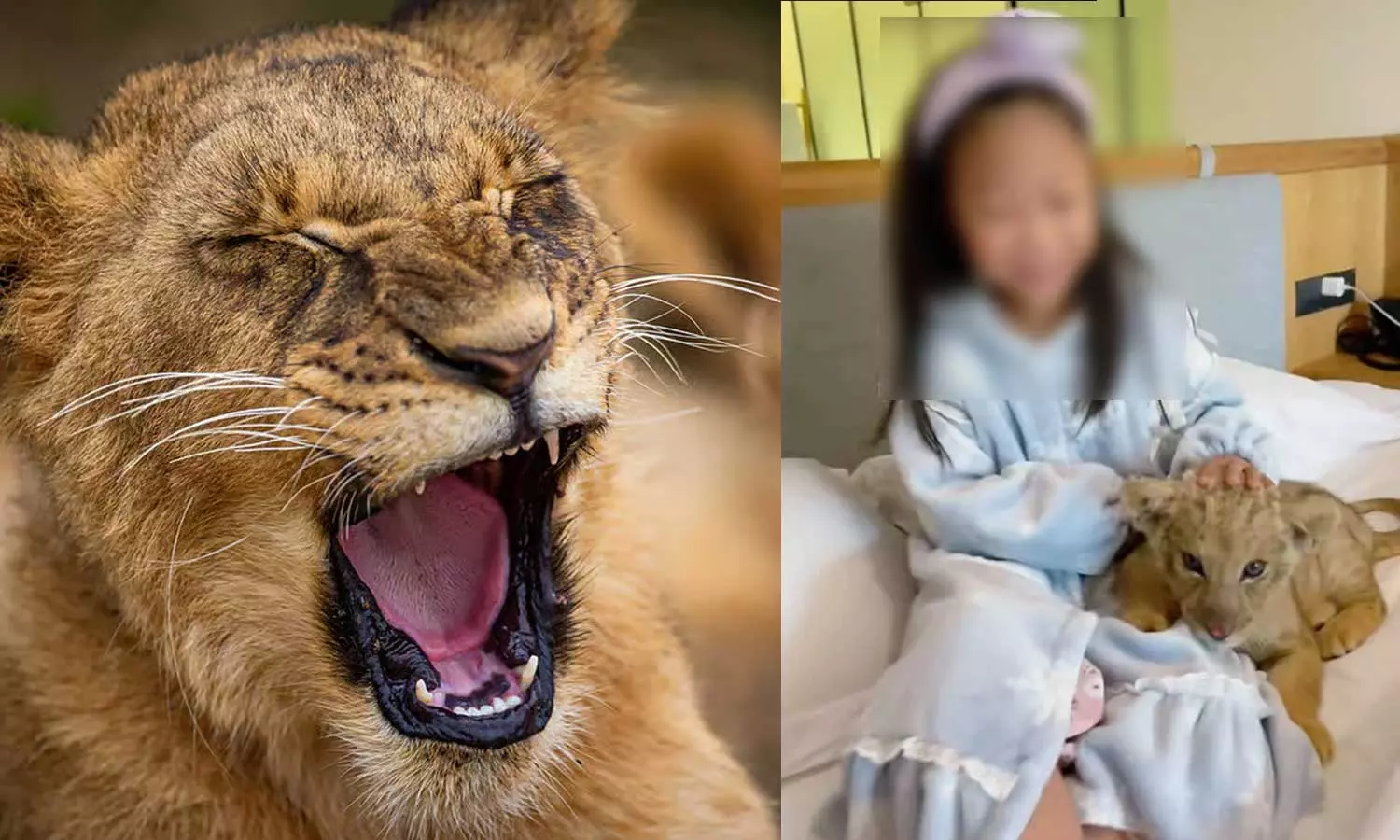 രാവിലെ വിളിച്ചുണര്ത്താന് സിംഹക്കുഞ്ഞുങ്ങളെ മുറിയിലേക്ക് അയക്കും; പ്രത്യേക ഓഫറുമായി ചൈനീസ് ഹോട്ടൽ രാവിലെ വിളിച്ചുണര്ത്താന് സിംഹക്കുഞ്ഞുങ്ങളെ മുറിയിലേക്ക് അയക്കും; പ്രത്യേക ഓഫറുമായി ചൈനീസ് ഹോട്ടൽ