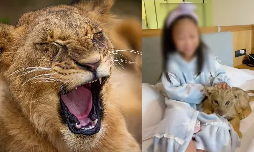 രാവിലെ വിളിച്ചുണര്‍ത്താന്‍ സിംഹക്കുഞ്ഞുങ്ങളെ മുറിയിലേക്ക് അയക്കും; പ്രത്യേക ഓഫറുമായി ചൈനീസ് ഹോട്ടൽ