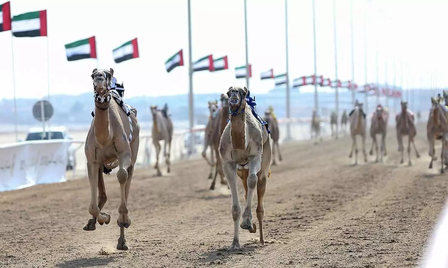 Zayed Grand Prize camel racing begins today