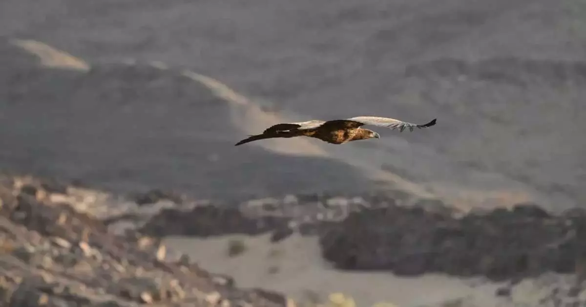 20 വർഷത്തിന് ശേഷം സൗദിയിൽ വെള്ളവാലൻ പരുന്തിനെ കണ്ടെത്തി