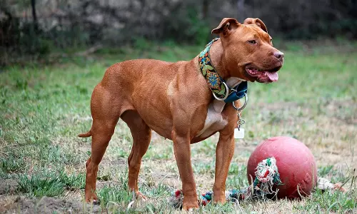 ഡൽഹിയിൽ ആറ് വയസുകാരന്‍റെ ചെവി കടിച്ചെടുത്ത് പിറ്റ്ബുൾ നായ; ഉടമ അറസ്റ്റിൽ