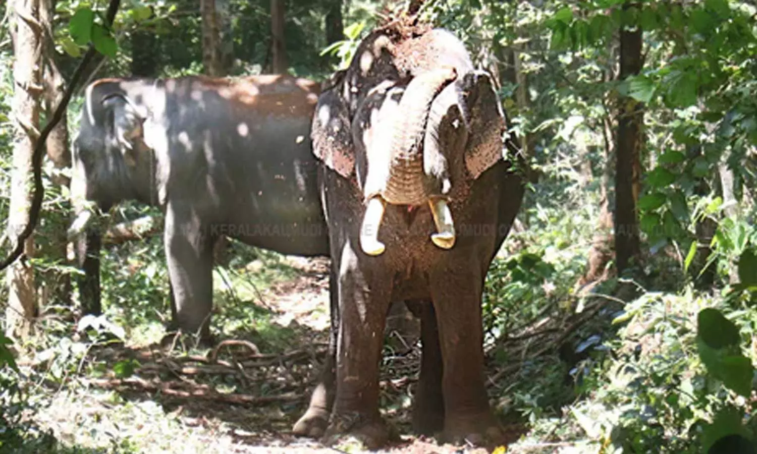 കുതിരാനില് ഒറ്റയാനെ പിടികൂടാനുള്ള ദൗത്യം അവസാനിപ്പിച്ച് വനംവകുപ്പ്; കുങ്കിയാനകളെ മടക്കി അയക്കുന്നു കുതിരാനില് ഒറ്റയാനെ പിടികൂടാനുള്ള ദൗത്യം അവസാനിപ്പിച്ച് വനംവകുപ്പ്; കുങ്കിയാനകളെ മടക്കി അയക്കുന്നു