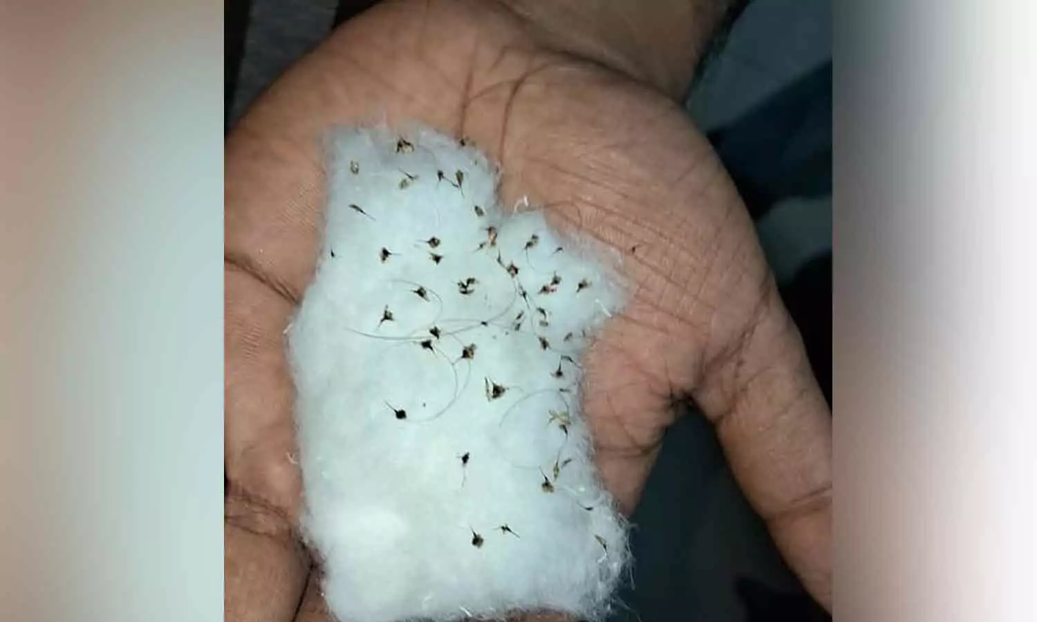 പാടത്ത് പണിയെടുക്കുന്നവർക്ക് നേരെ കടന്നൽ ആക്രമണം; നിരവധി പേർക്ക് പരിക്ക്