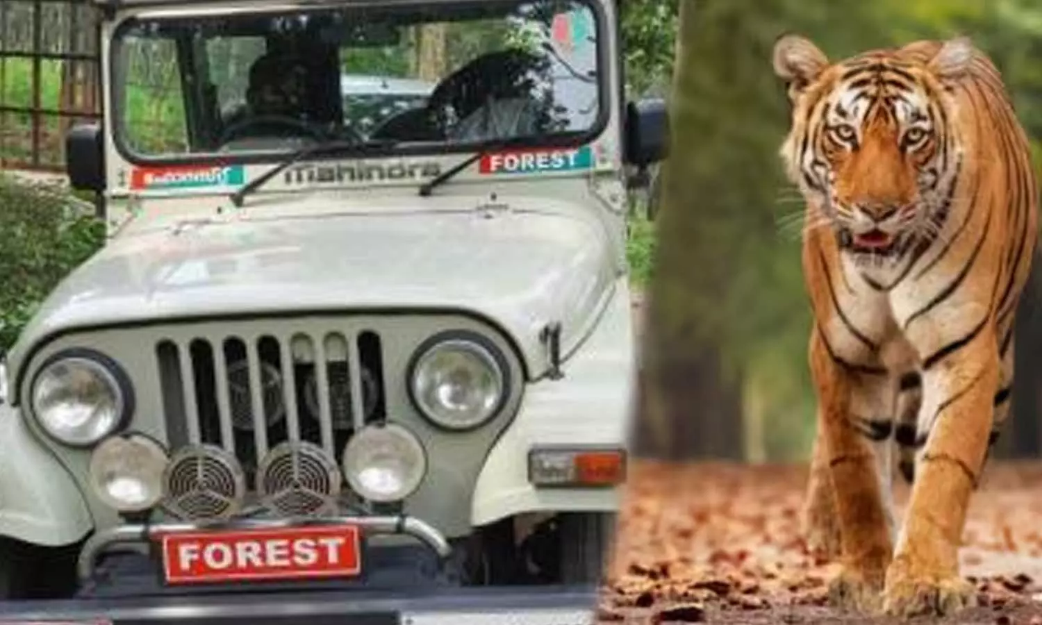 കടുവകളുടെ എണ്ണം എടുക്കാനായി പോയപ്പോള്‍ വനത്തിൽ കുടുങ്ങി;  ഫോറസ്റ്റ് ഉദ്യോഗസ്ഥയടക്കം മൂന്നുപേരെ കണ്ടെത്തി