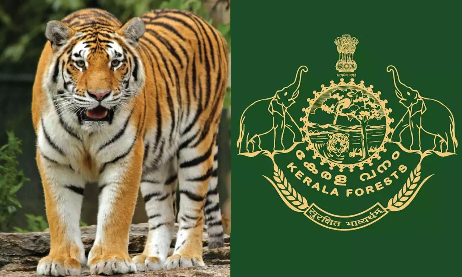 Forest guard team going for tiger census in Palakkad got stuck in the forest