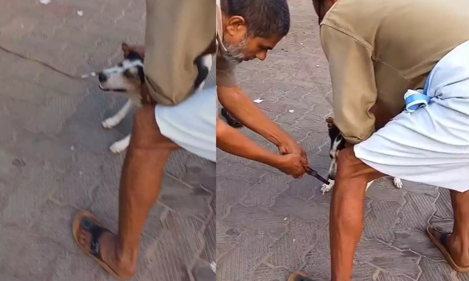 മുള്ളൻ പന്നിയുടെ മുള്ള് മൂക്കിൽ തുളച്ച് കയറി; തെരുവ് നായക്ക് രക്ഷകരായി ഓട്ടോ തൊഴിലാളികള് മുള്ളൻ പന്നിയുടെ മുള്ള് മൂക്കിൽ തുളച്ച് കയറി; തെരുവ് നായക്ക് രക്ഷകരായി ഓട്ടോ തൊഴിലാളികള്