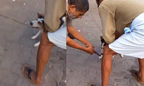 മുള്ളൻ പന്നിയുടെ മുള്ള് മൂക്കിൽ തുളച്ച് കയറി; തെരുവ് നായക്ക് രക്ഷകരായി ഓട്ടോ തൊഴിലാളികള് മുള്ളൻ പന്നിയുടെ മുള്ള് മൂക്കിൽ തുളച്ച് കയറി; തെരുവ് നായക്ക് രക്ഷകരായി ഓട്ടോ തൊഴിലാളികള്