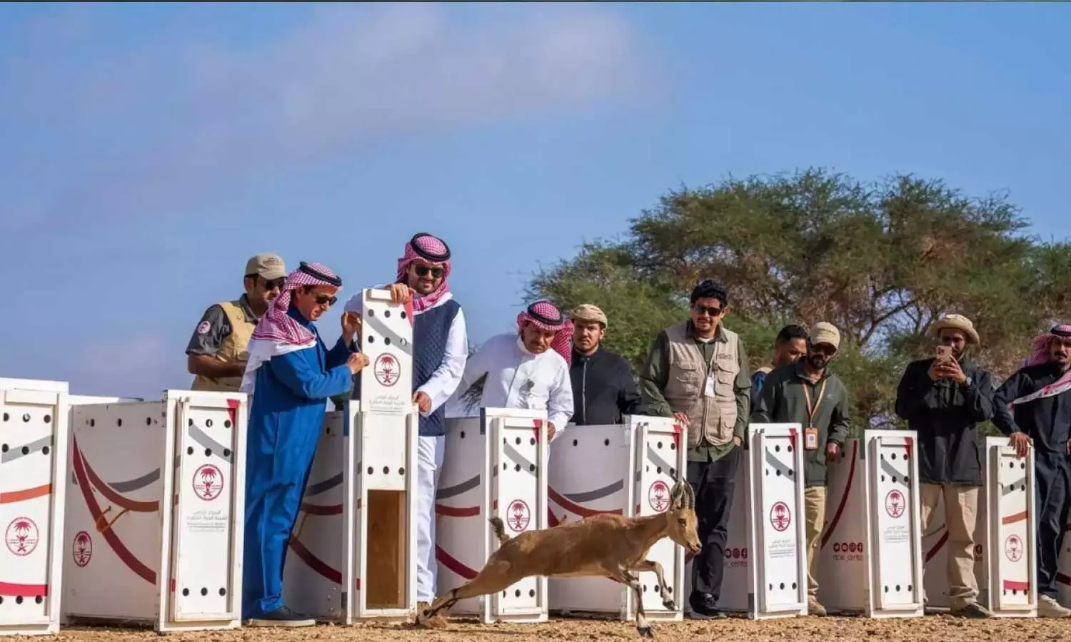 37 wildlife animals released into Al Ula Hegra Reserve 37 wildlife animals released into Al Ula Hegra Reserve