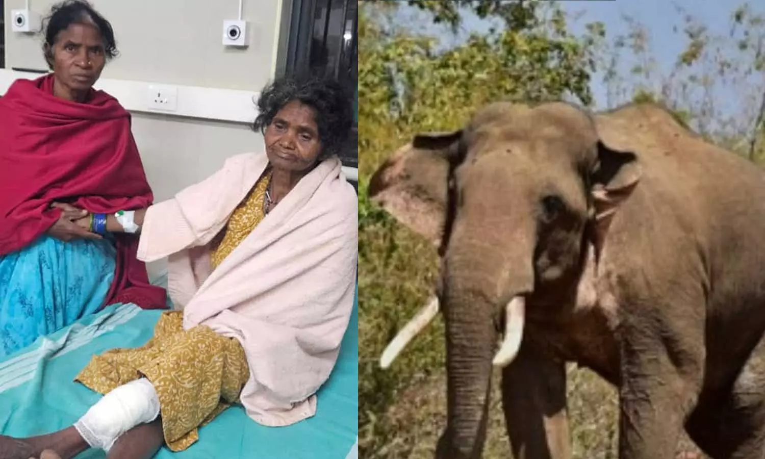 വയനാട് പുൽപ്പള്ളിയിൽ കാട്ടാന ആക്രമണത്തിൽ വയോധികയ്ക്ക് പരിക്ക് വയനാട് പുൽപ്പള്ളിയിൽ കാട്ടാന ആക്രമണത്തിൽ വയോധികയ്ക്ക് പരിക്ക്