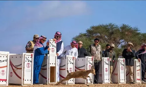 37 wildlife animals released into Al Ula Hegra Reserve 37 wildlife animals released into Al Ula Hegra Reserve
